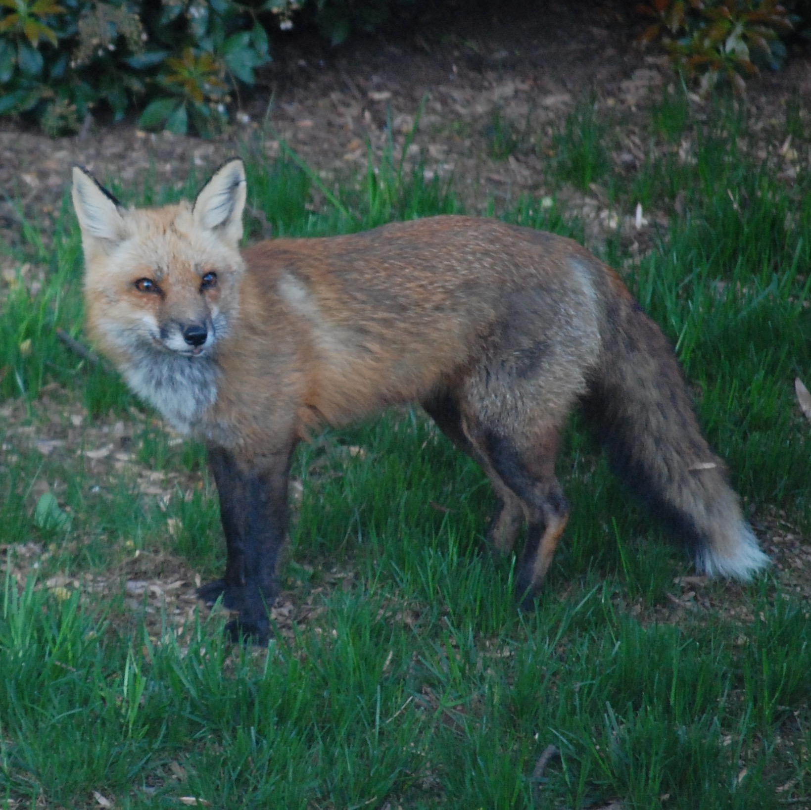 Fox in my back yard